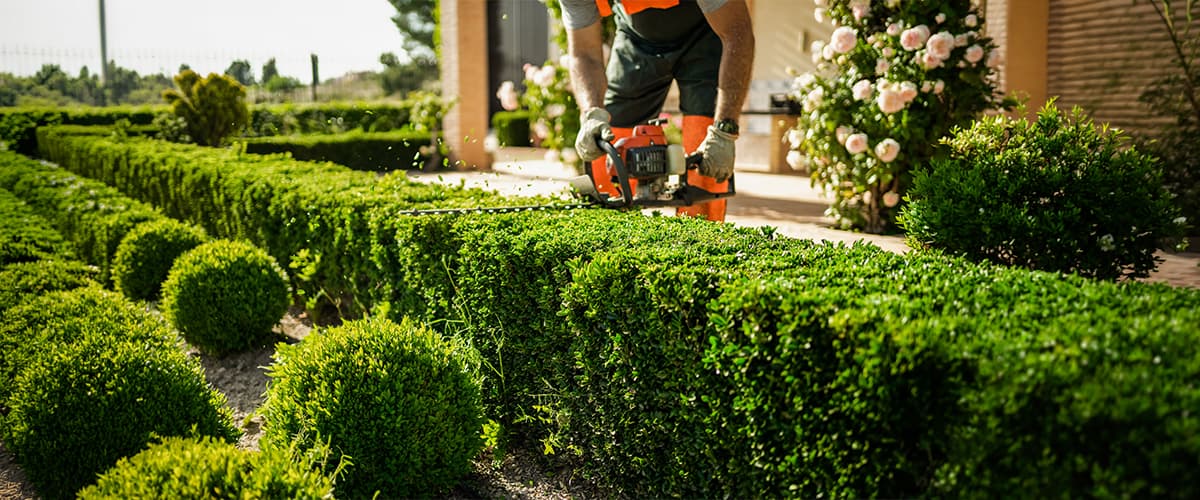 Cura e manutenzione del verde